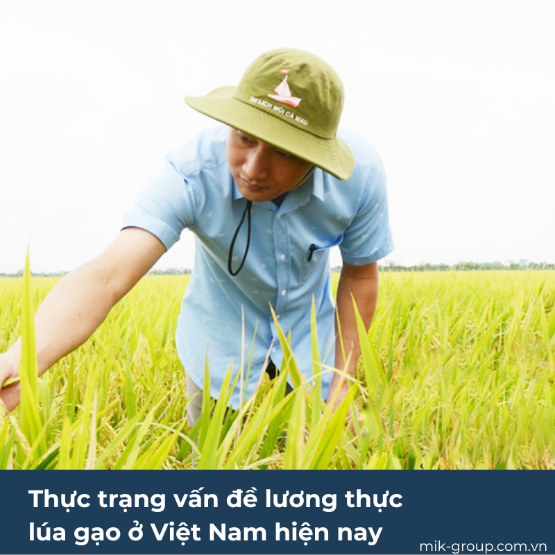 Thực trạng vấn đề lương thực lúa gạo ở Việt Nam hiện nay